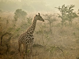Grid newgiraffe