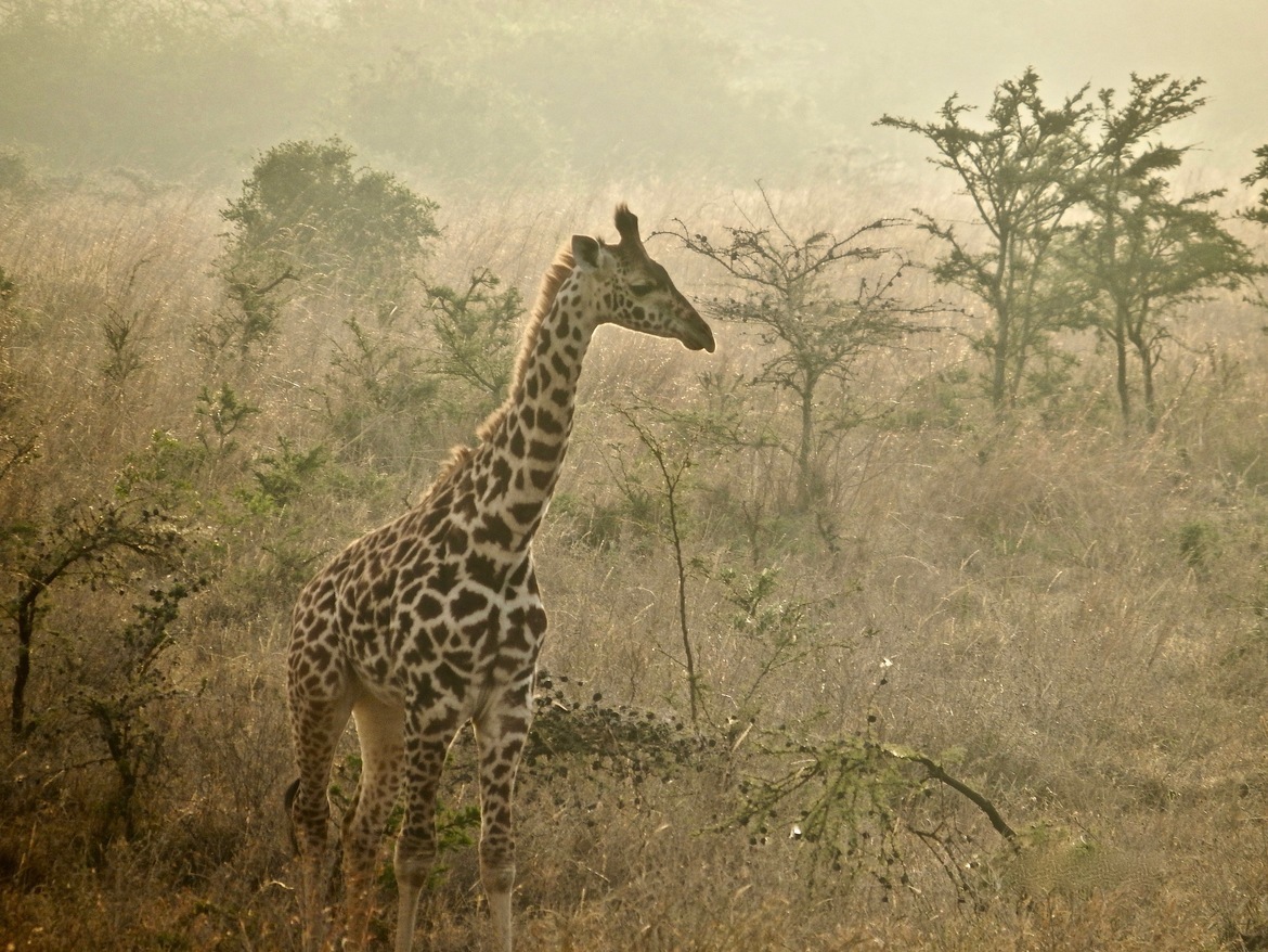 Giraffe, Masai Mara, Kenya