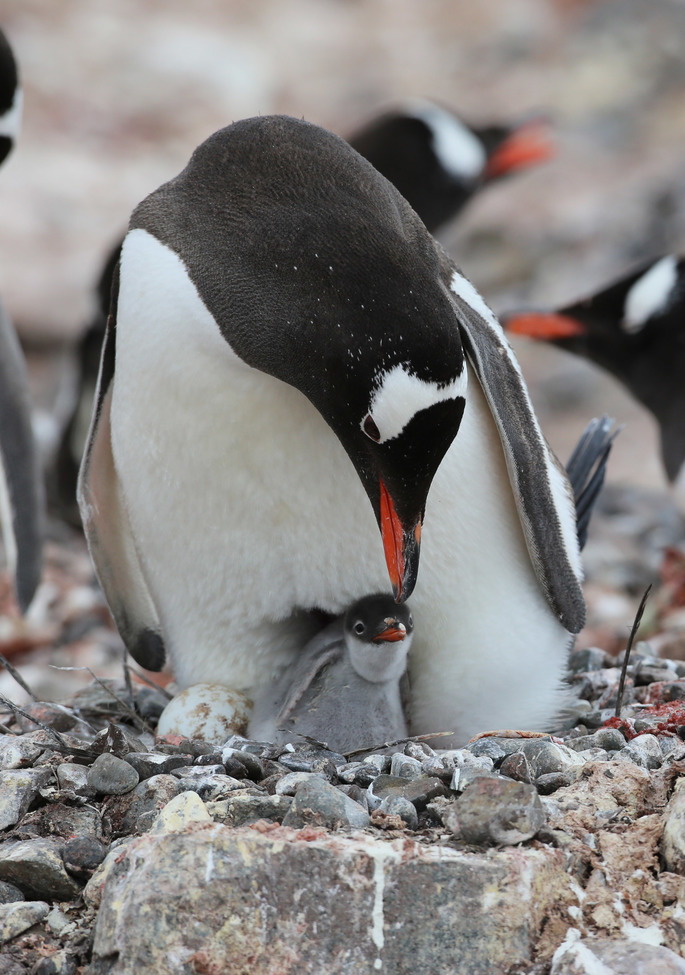 Gentoo Penguin, Antarctic Peninsula, Yankee Harbor, Greenwich Island, Antarctica