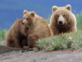 Grid brown bear 27