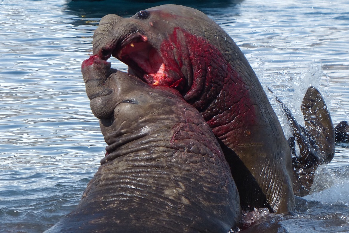 elephant Seal, Antarctica, Antarctica