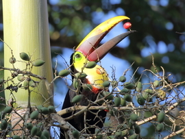 Grid c yellow throated toucan