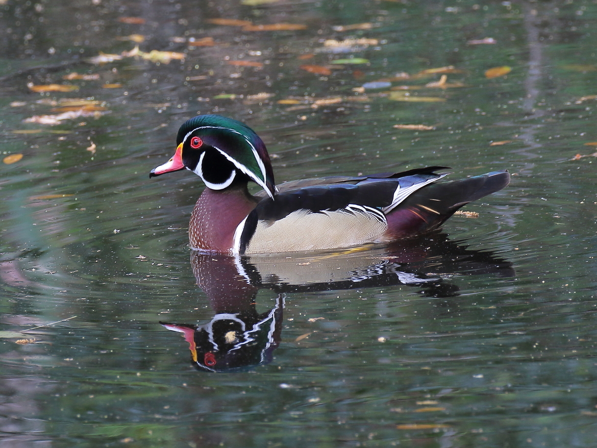 Wood Duck, Homosassa Springs State Park in Florida, United States of America