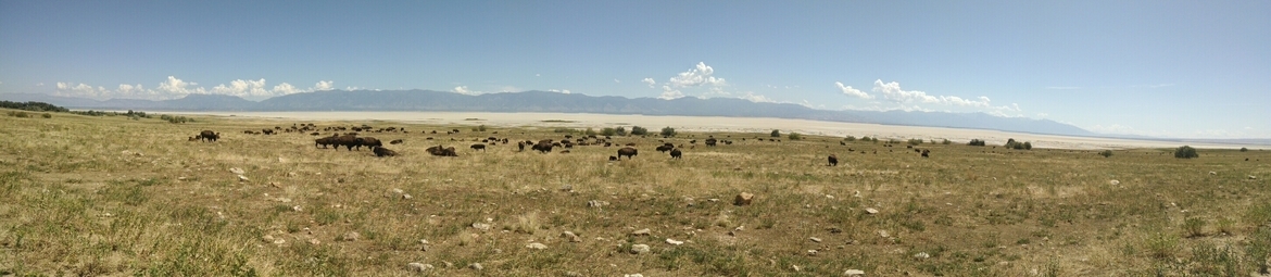 American bison, Antelope Island, United States of America