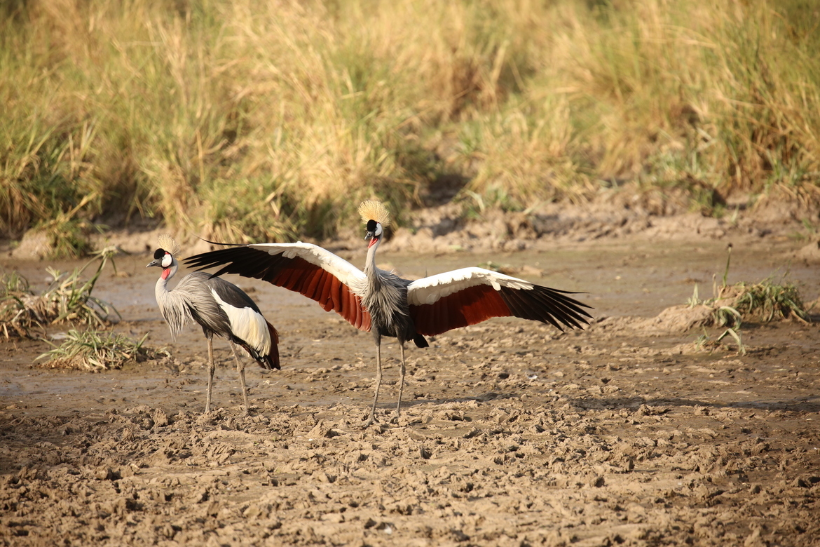 Grey Crowned Cranes, Northern Tanzania near the Mara., Tanzania, United Republic of
