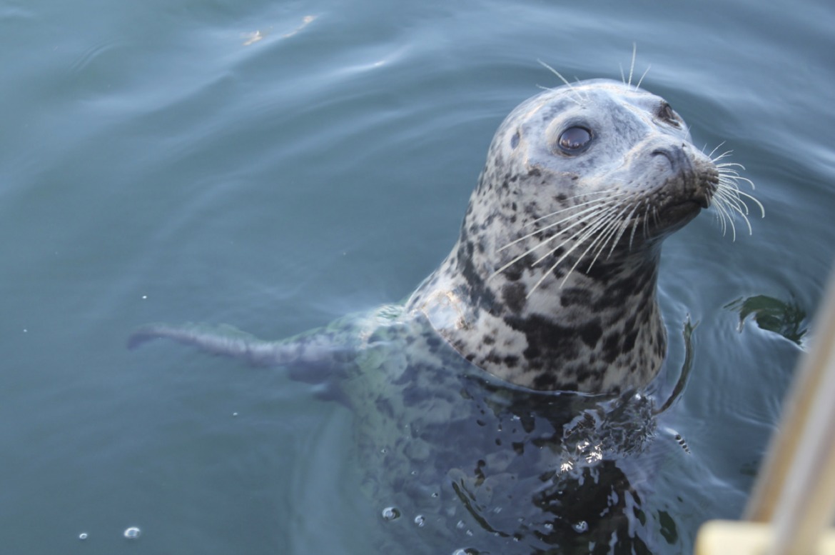 Harbor Seal, Vancouver, Canada