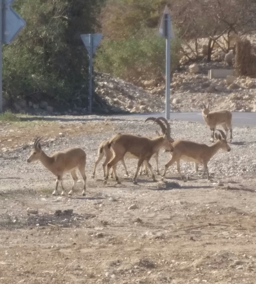 Ibex, Ein Gedi, Israel
