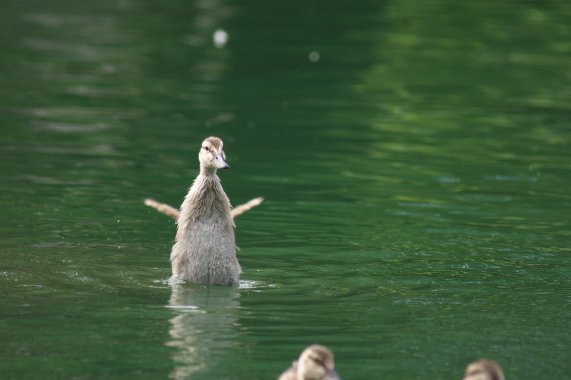 duck, Eden Park, Cincinnati Ohio, United States of America