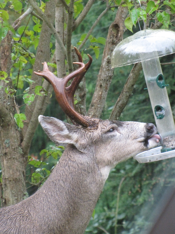Columbian black-tailed deer (Odocoileus hemionus columbianus), Freeland, WA, United States of America