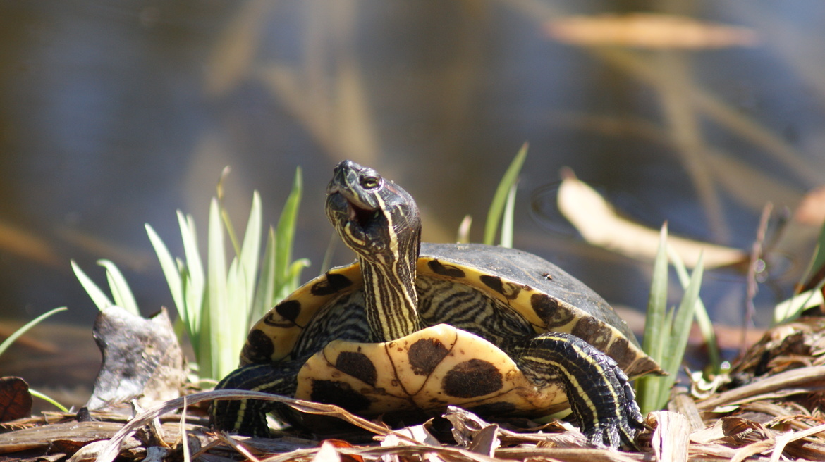Turtle, Lindner Park, Norwood, OH, United States of America