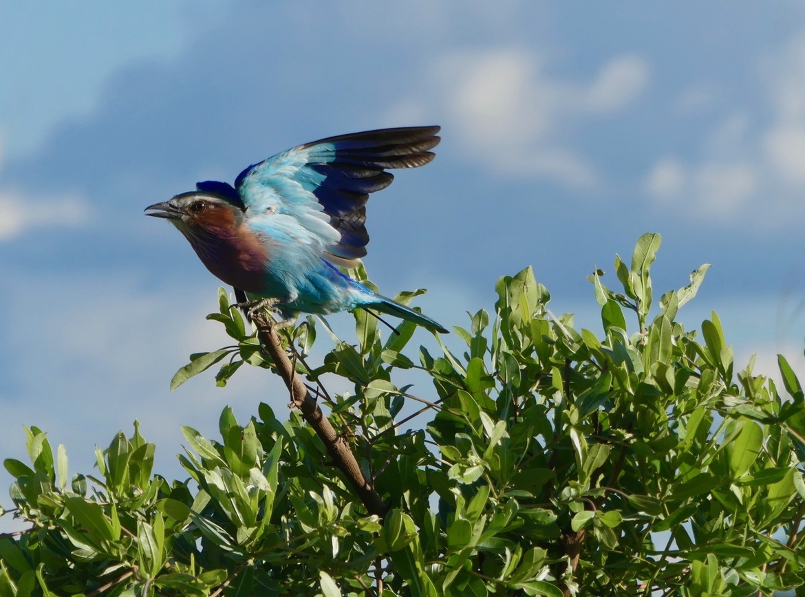 Lilac-breasted Roller, Little Makololo, Zimbabwe