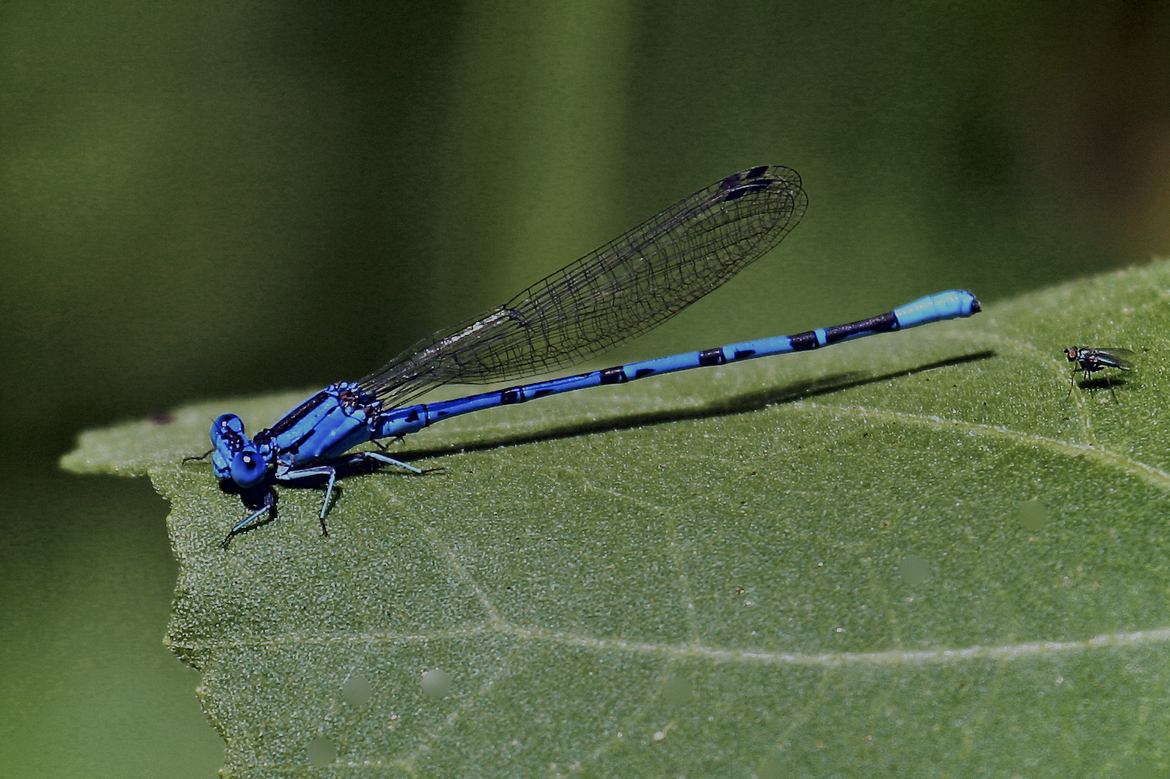 Blue Dragonfly and common house fly, Flinn Springs County Park, El Cajon, CA, United States of America