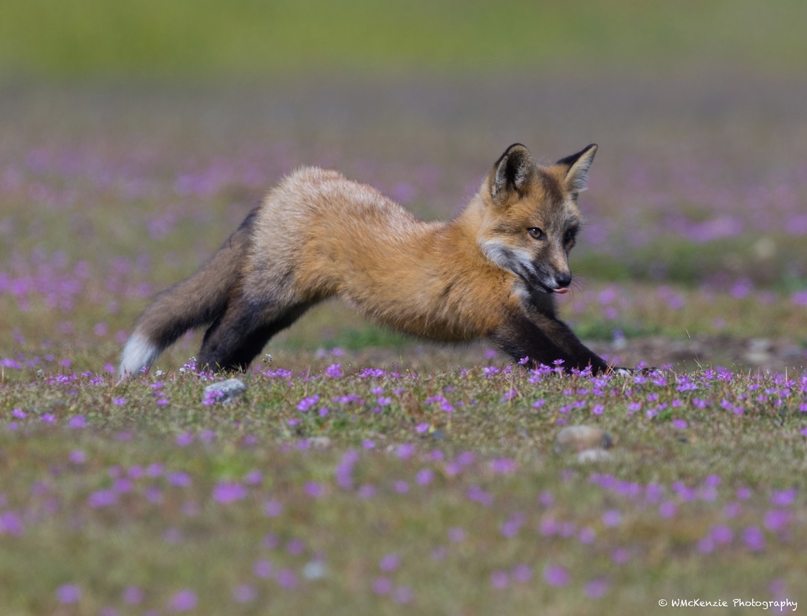 Red Fox, San Juan Island, United States of America