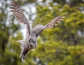 Grid owl in flight