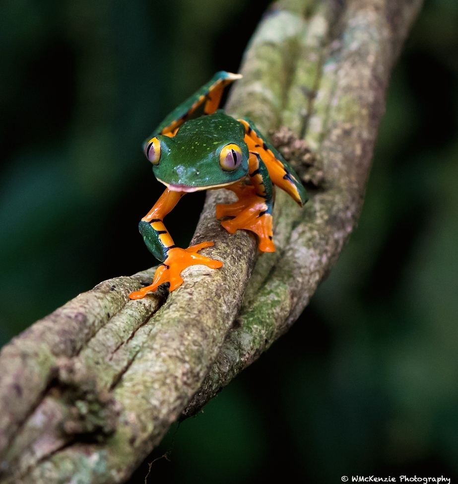 Splendid Leaf Frog, Frogs Heaven, Costa Rica