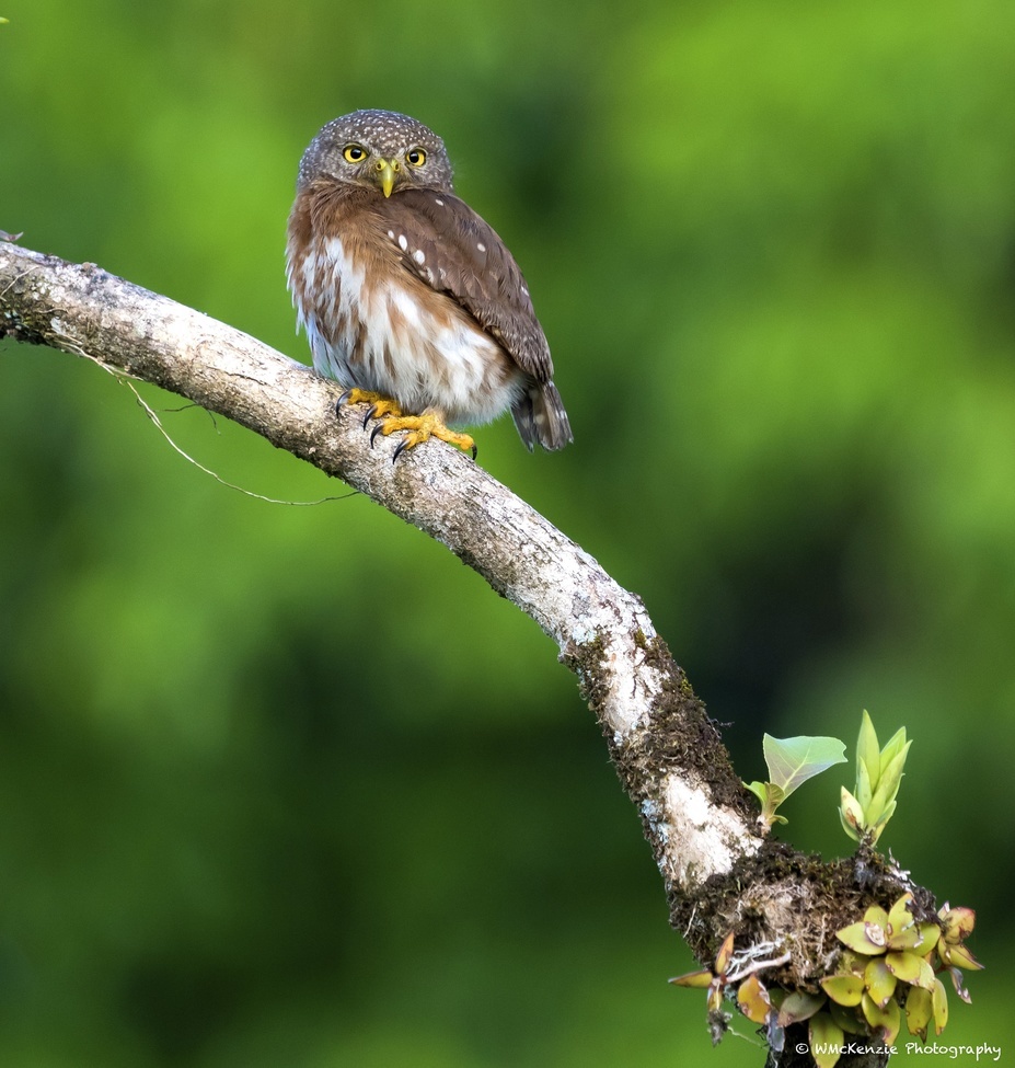 Central American Pygmy Owl, Central lowlands Costa Rica, Costa Rica