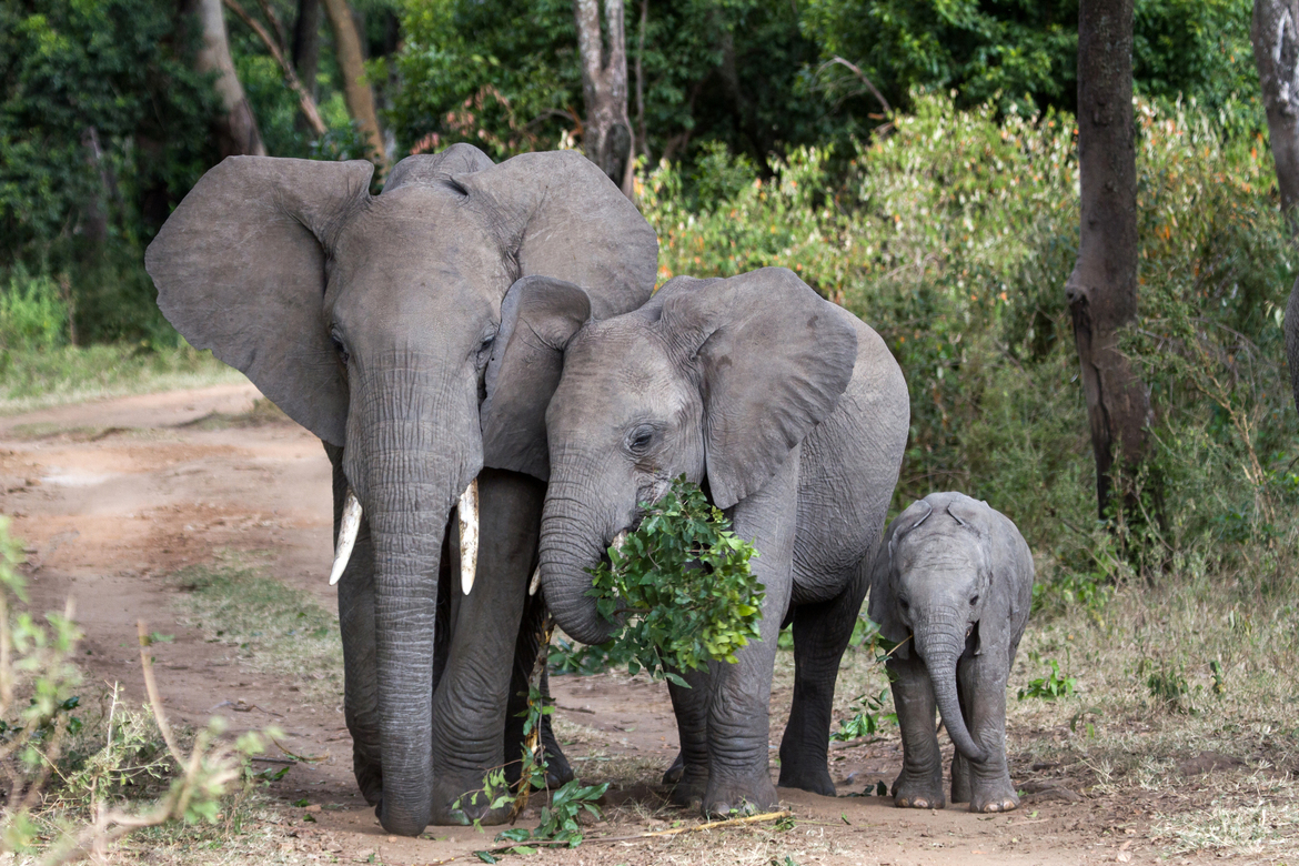 Elephants, Maasai Mara, Kenya