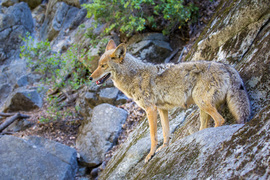 Grid 20160607 yosemite mortning 66
