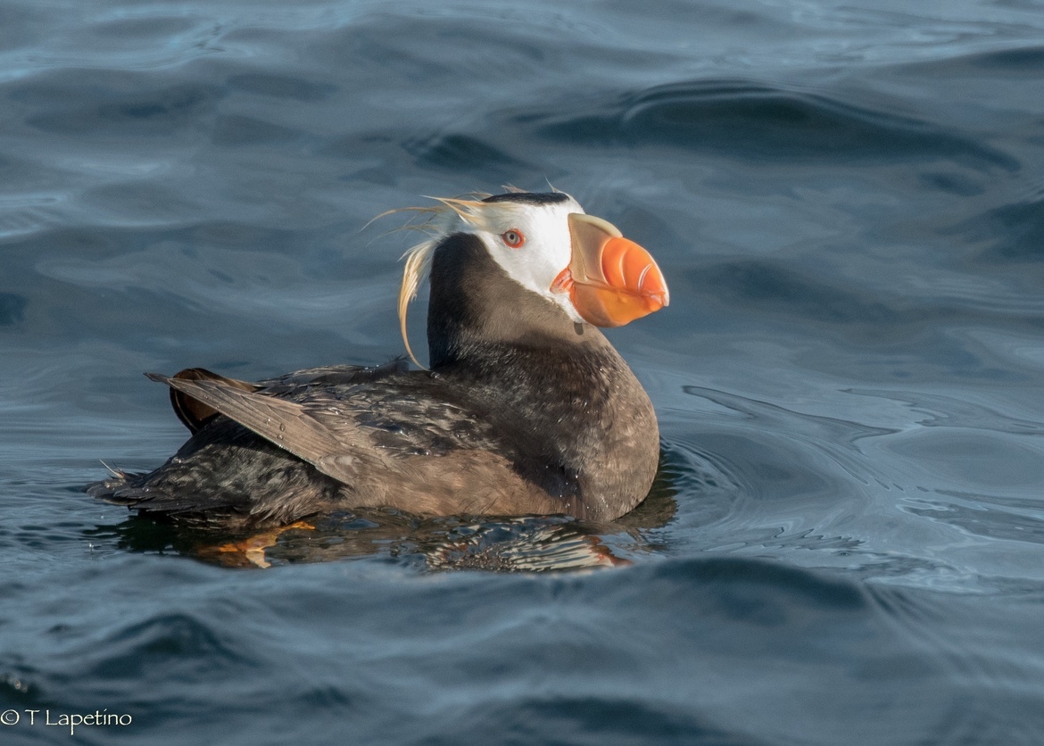 Tufted Puffin, Puget Sound near Protection Island, United States of America