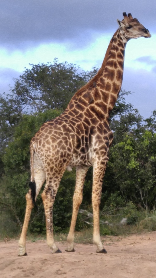Giraffe, Thorny Bush, South Africa