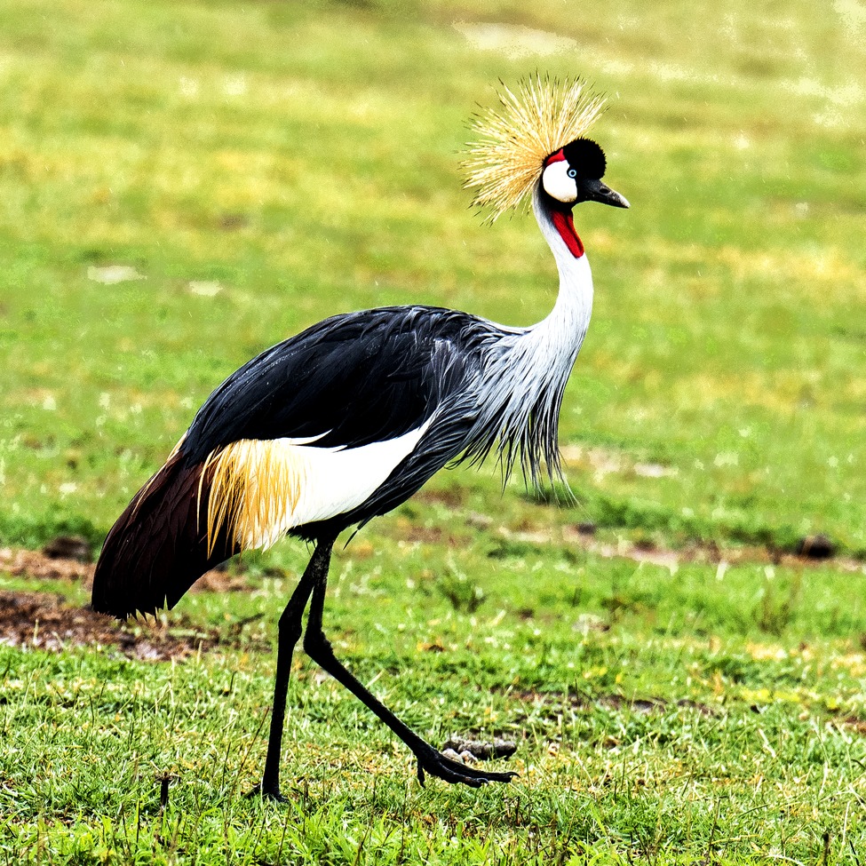 Grey Crowned Crane, Serengeti, Tanzania, United Republic of