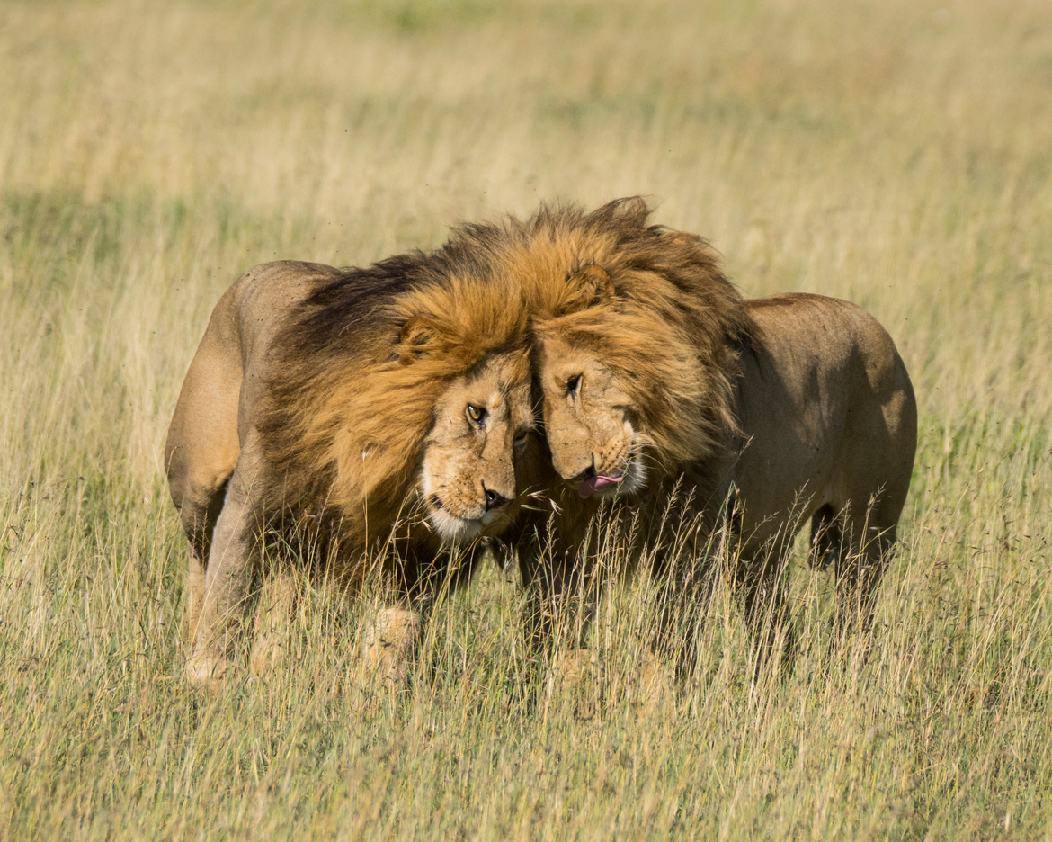 African Lion, Serengeti, Tanzania, Tanzania, United Republic of