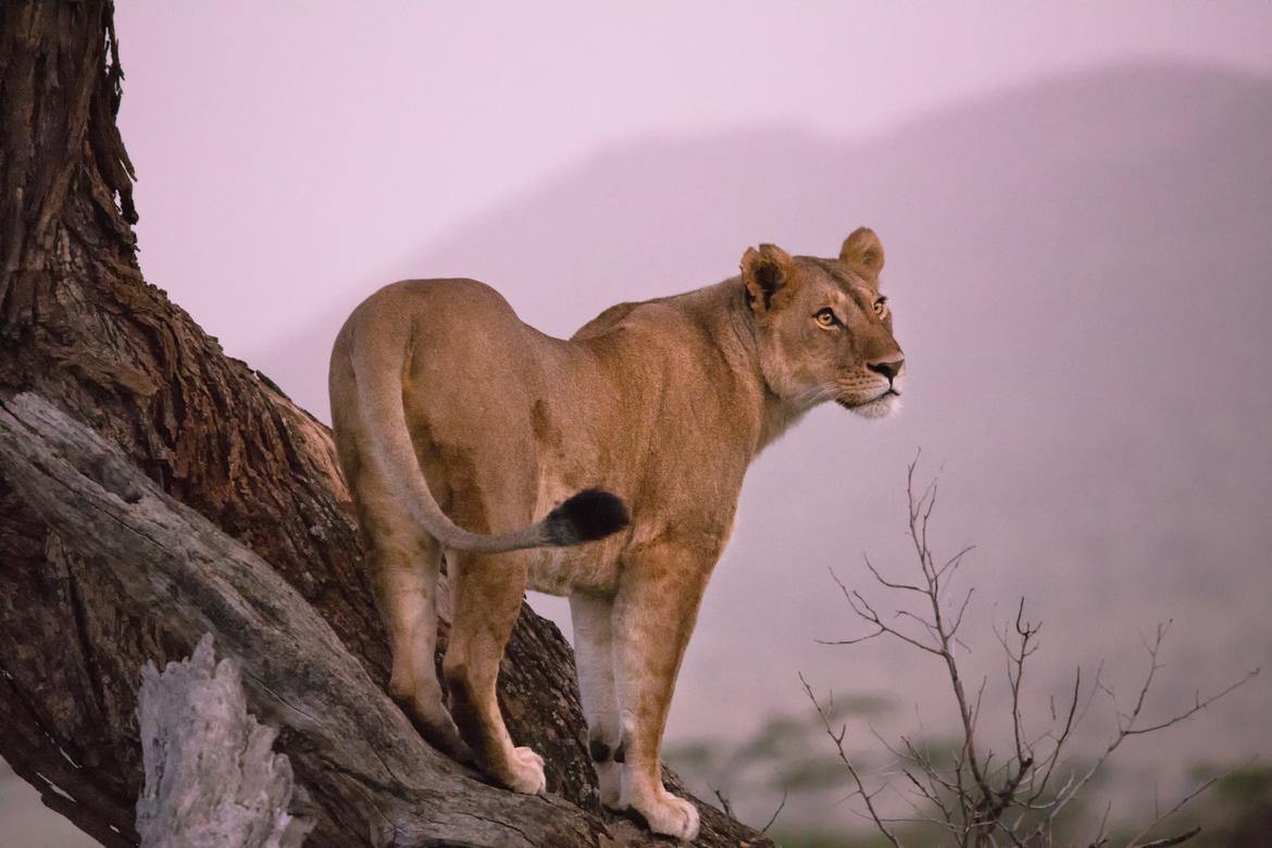 Lion, Serengeti, Tanzania, United Republic of