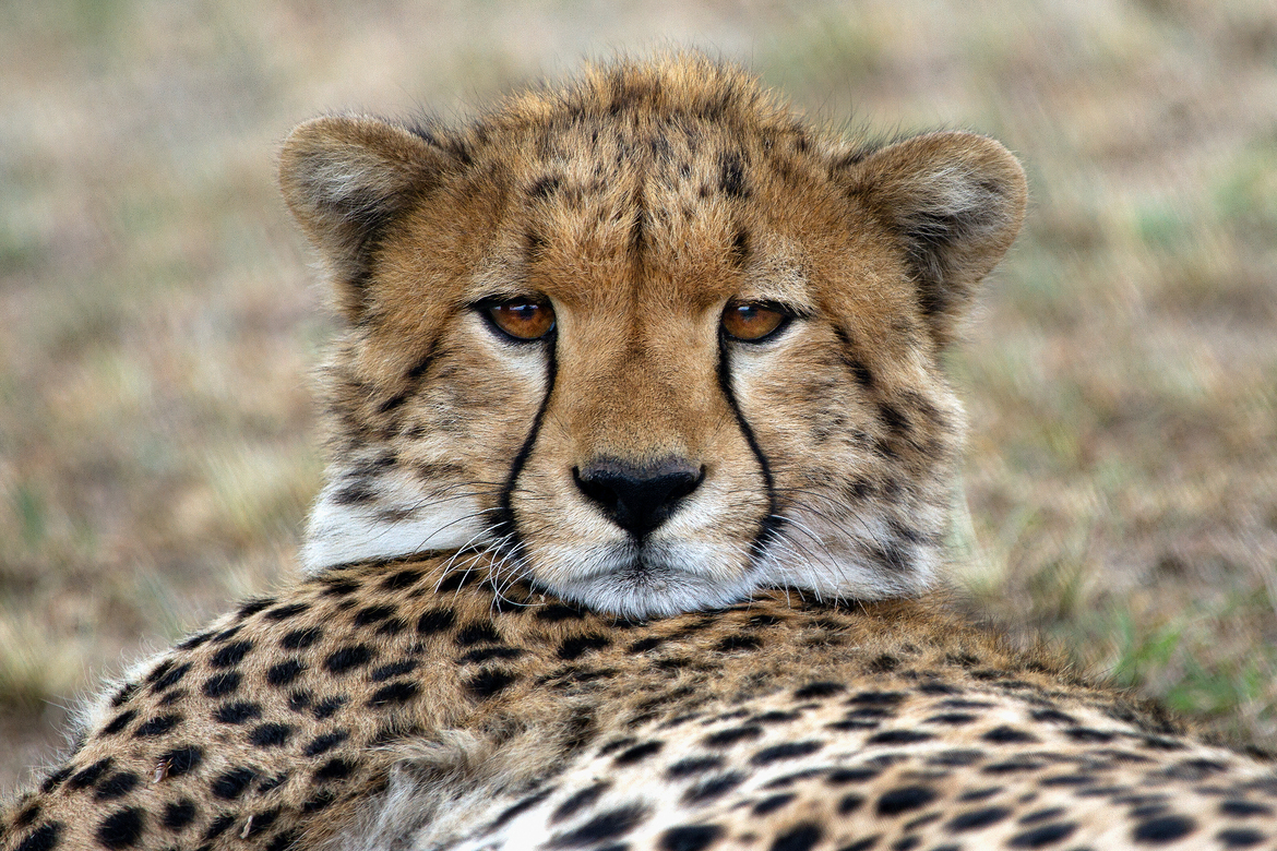 Cheetah, Serengeti, Tanzania, United Republic of