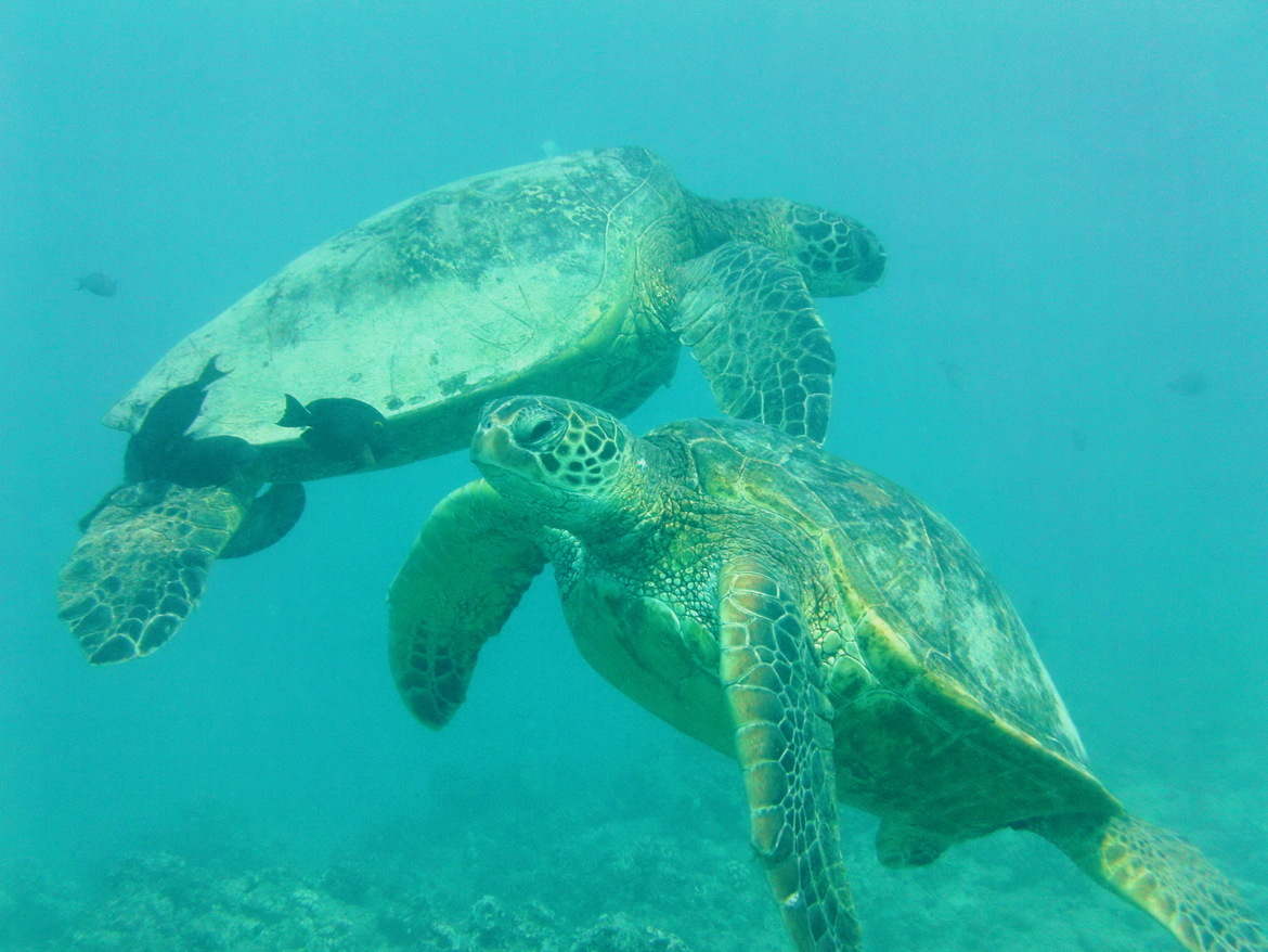 Sea Turtles, Hawaii, United States of America