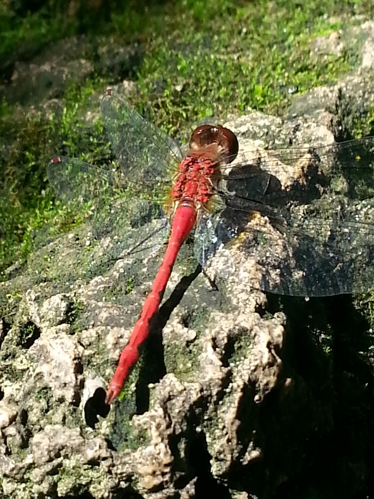 Dragonfly , Starved Rock National Park Illinois , United States of America