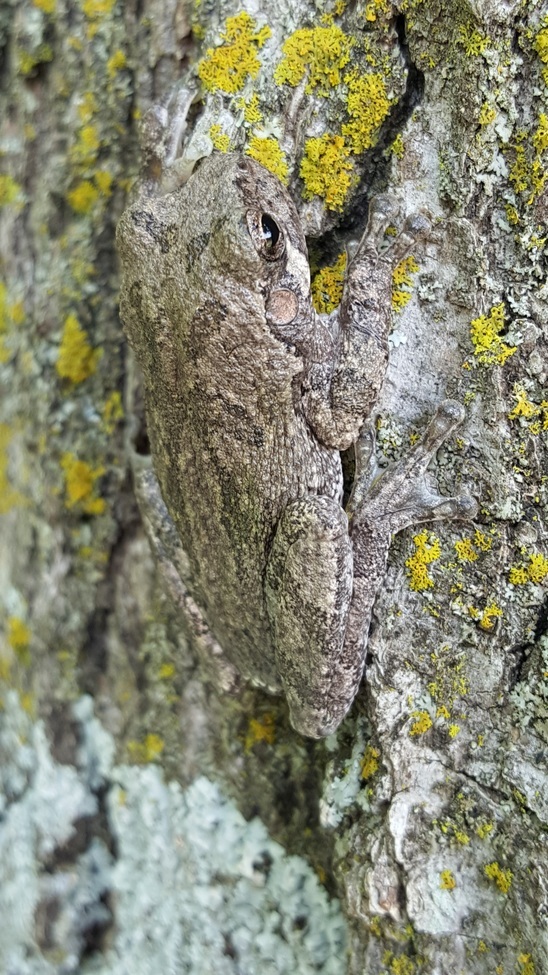 Missouri Gray Tree Frog, Crystal Lakes, Missouri, United States of America