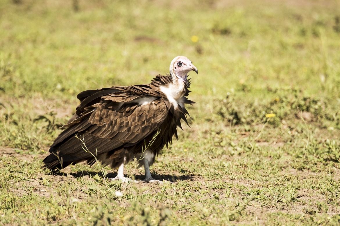 Lappet-Faced Vulture, Serengeti, Tanzania, United Republic of