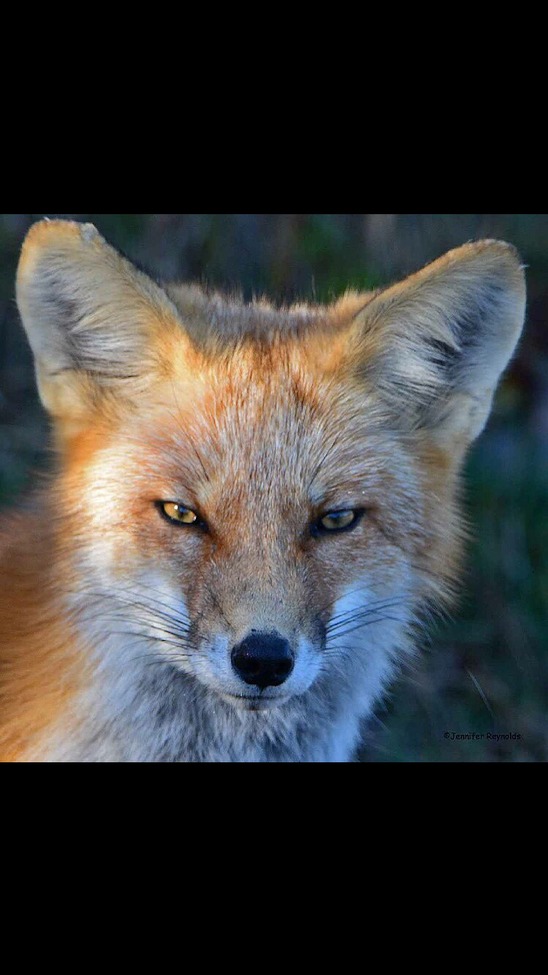 Red Fox, Island Beach State Park, United States of America