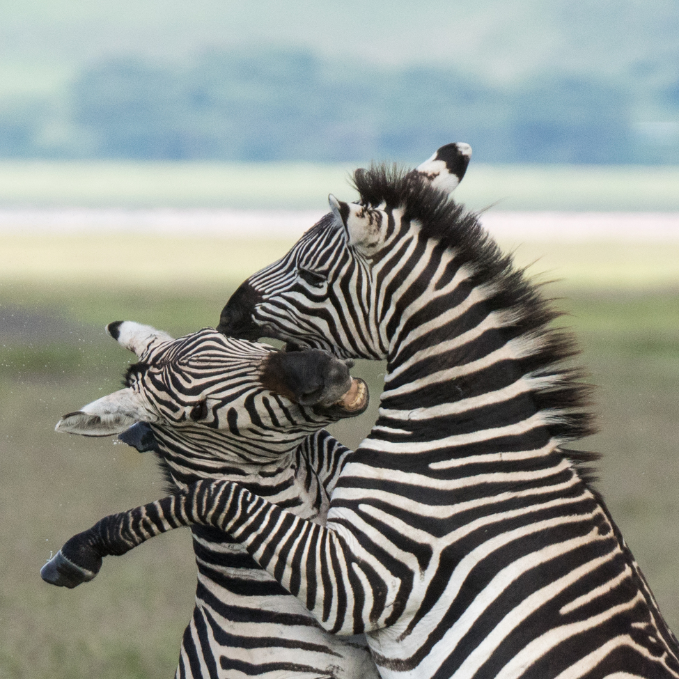 Zebra, Ngorongoro Crater, Tanzania, Tanzania, United Republic of