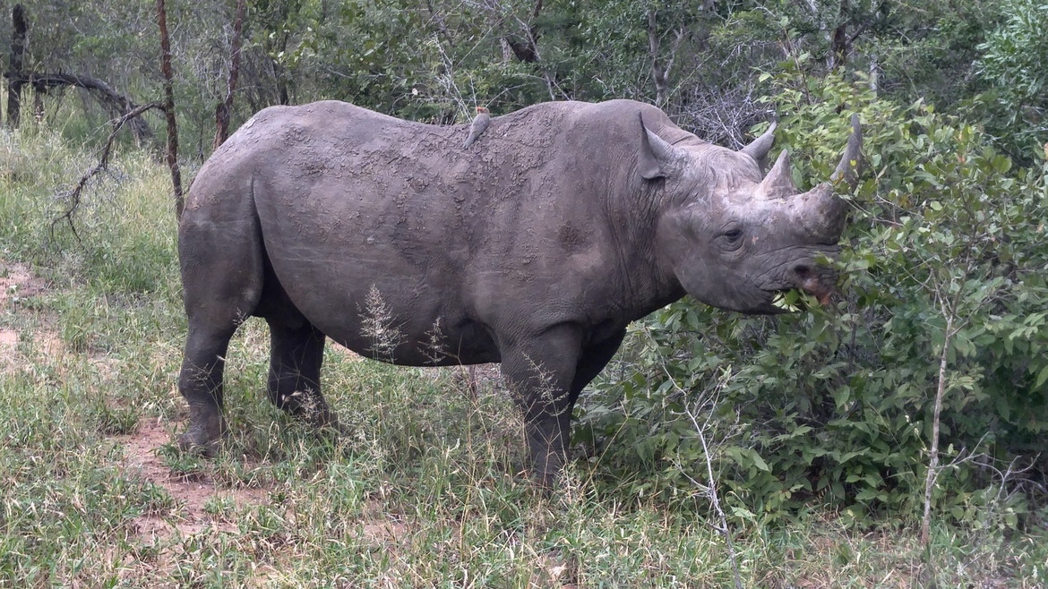Black Rhinoceros, Thorny Bush, South Africa