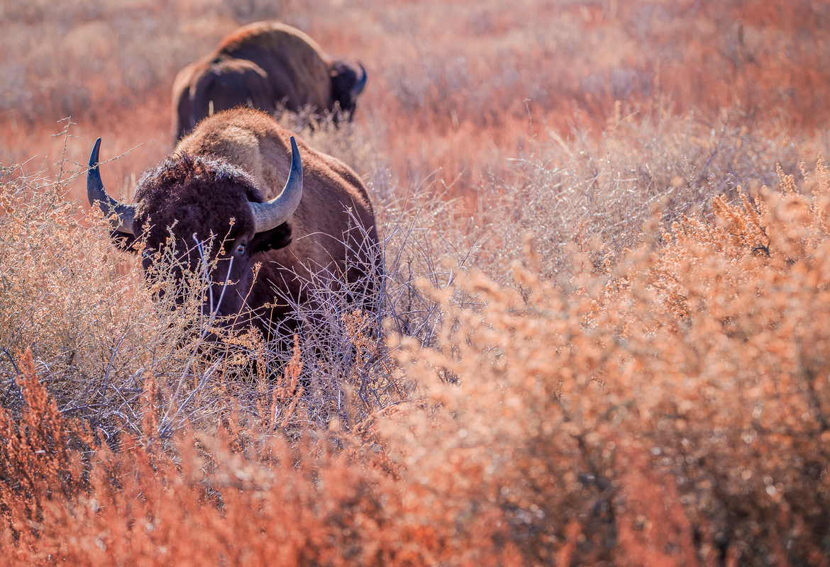 Buffalo, Arsenal Wildlife Refuge, United States of America