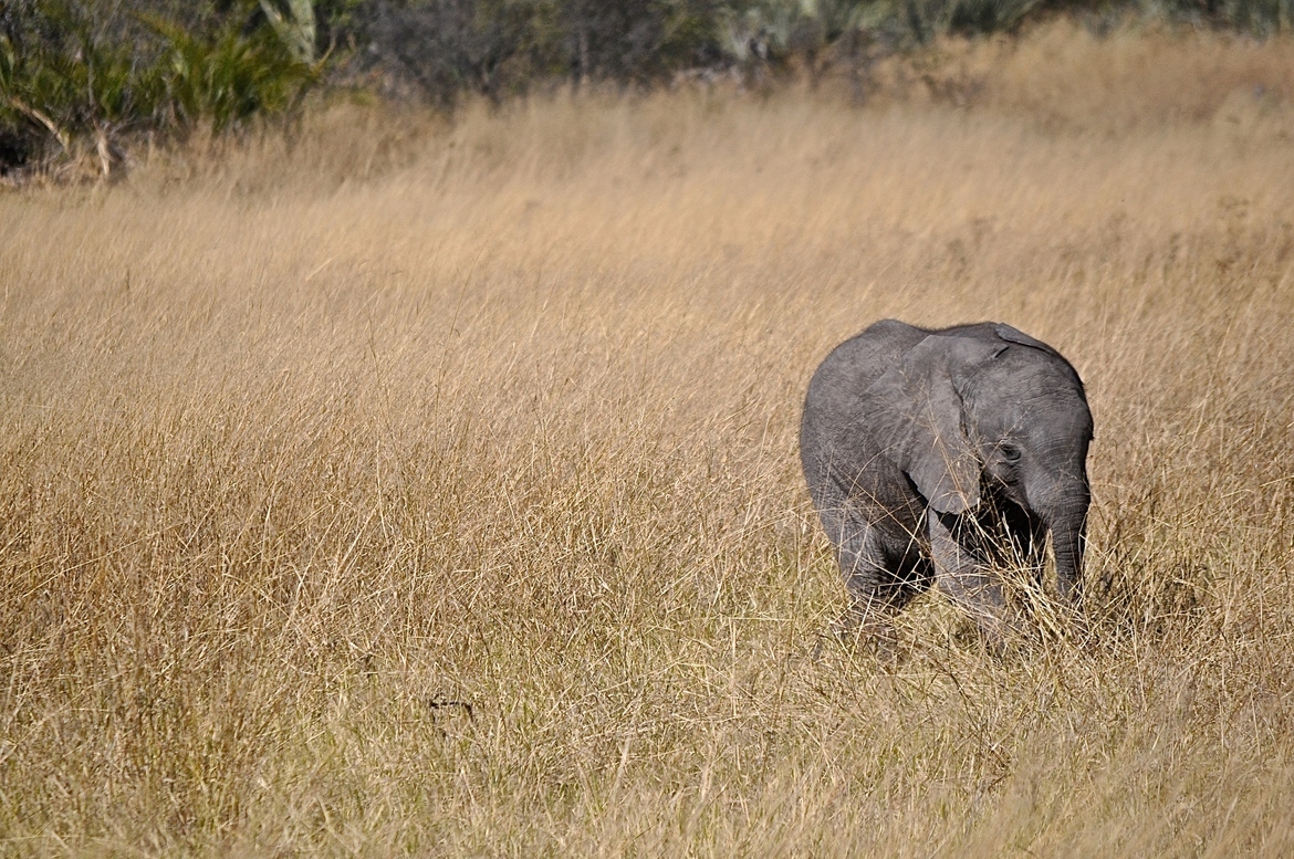 African elephant, Okavango Delta, Botswana