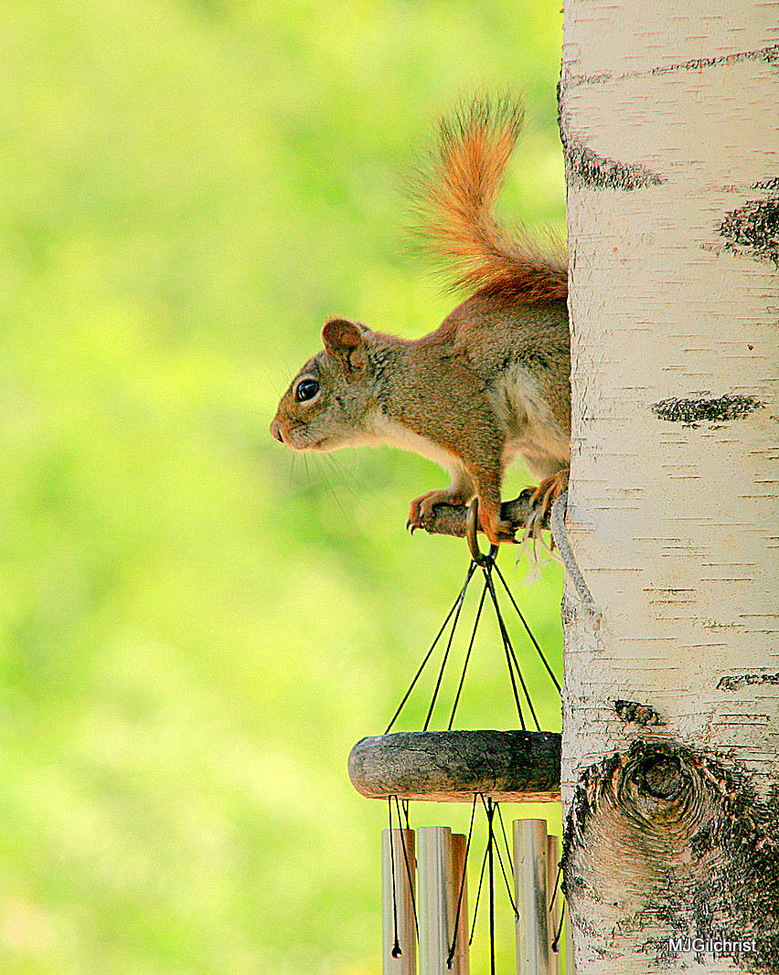 Red Squirrel, New England, United States of America