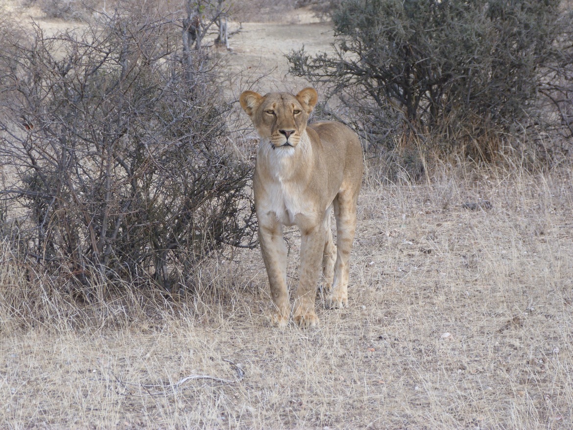 LION, KRUGER, South Africa