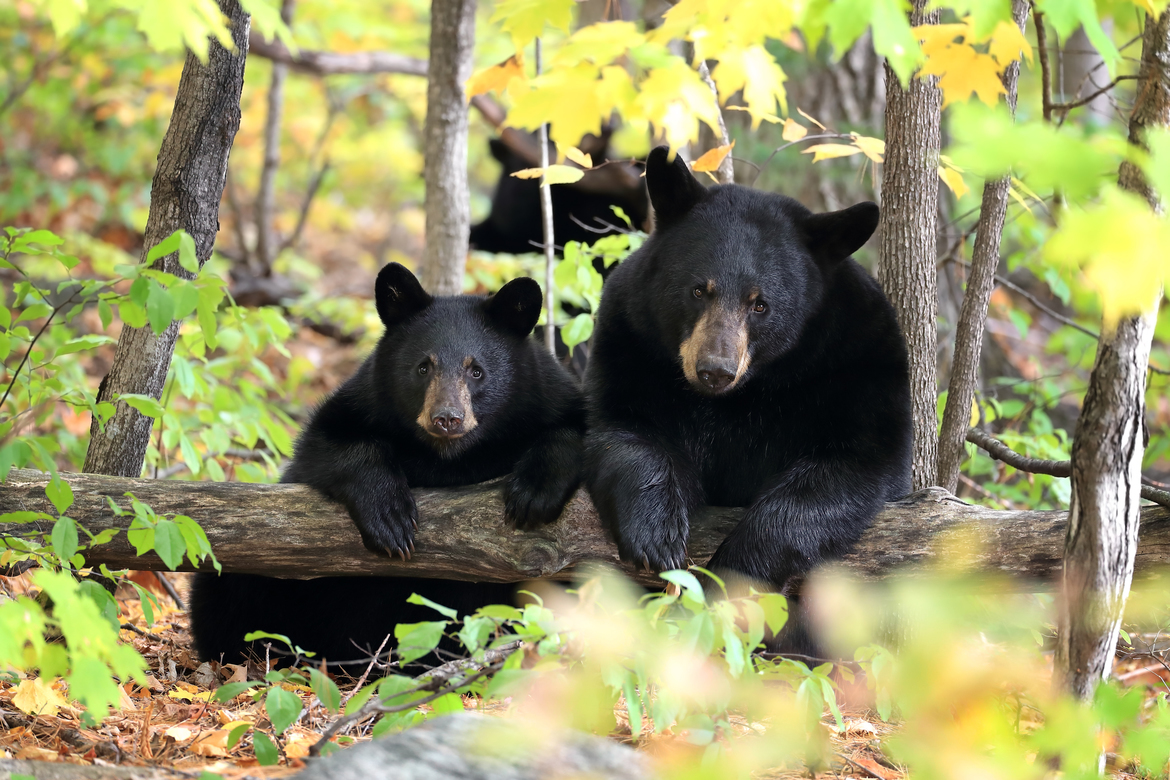 American Black Bear, Nipissing, Ontario, Canada