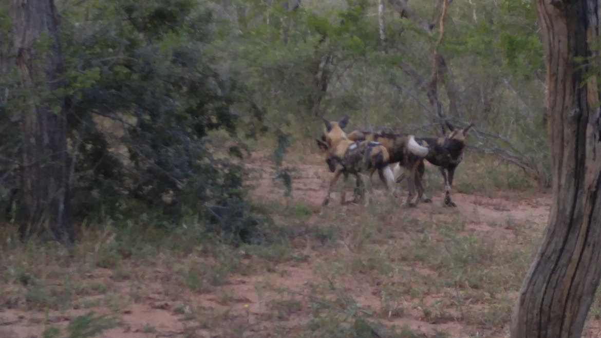 wild dogs, Thorny Bush, South Africa