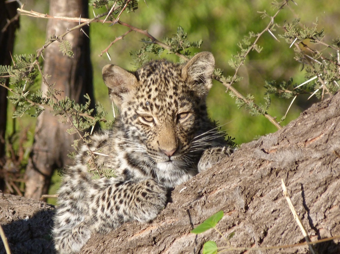 LEOPARD, MASHATU PRIVATE GAME RESERVE , Botswana