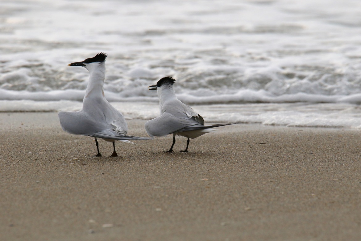Sandwich Tern, Wrightsville Beach, North Carolina, United States of America