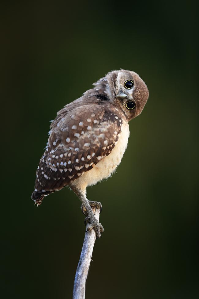 Burrowing Owl, Cape Coral, Florida, United States of America