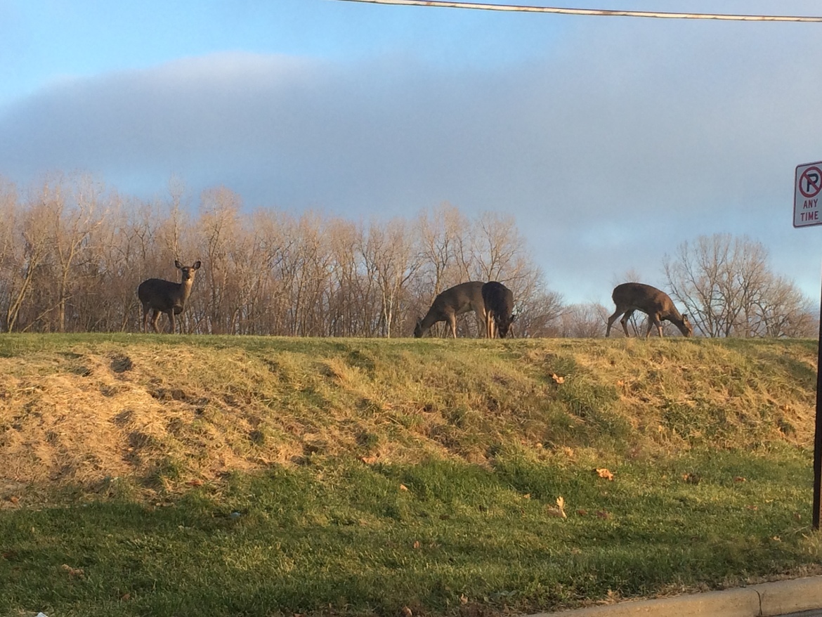 deers, Toledo, Ohio, United States of America