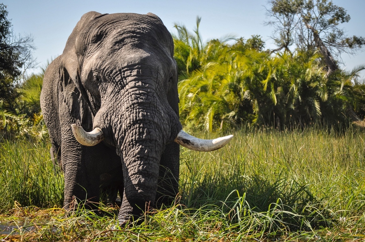 African elephant, Okavango Delta, Botswana