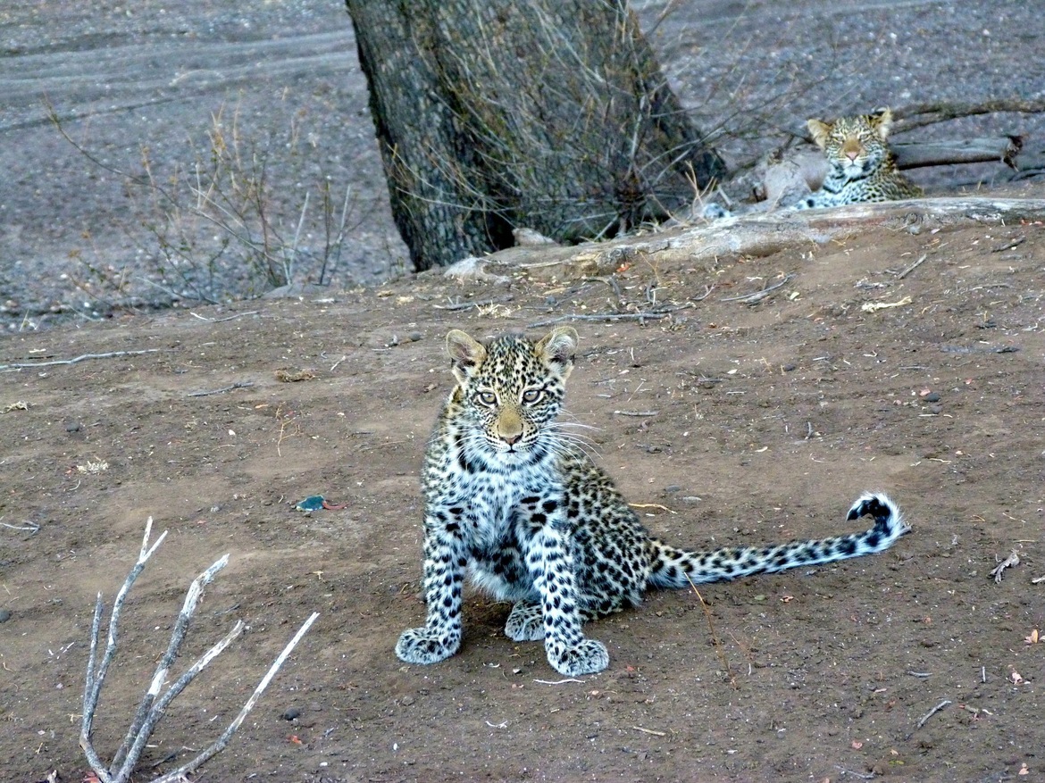 LEOPARD, MASHATU PRIVATE GAME RESERVE, Botswana