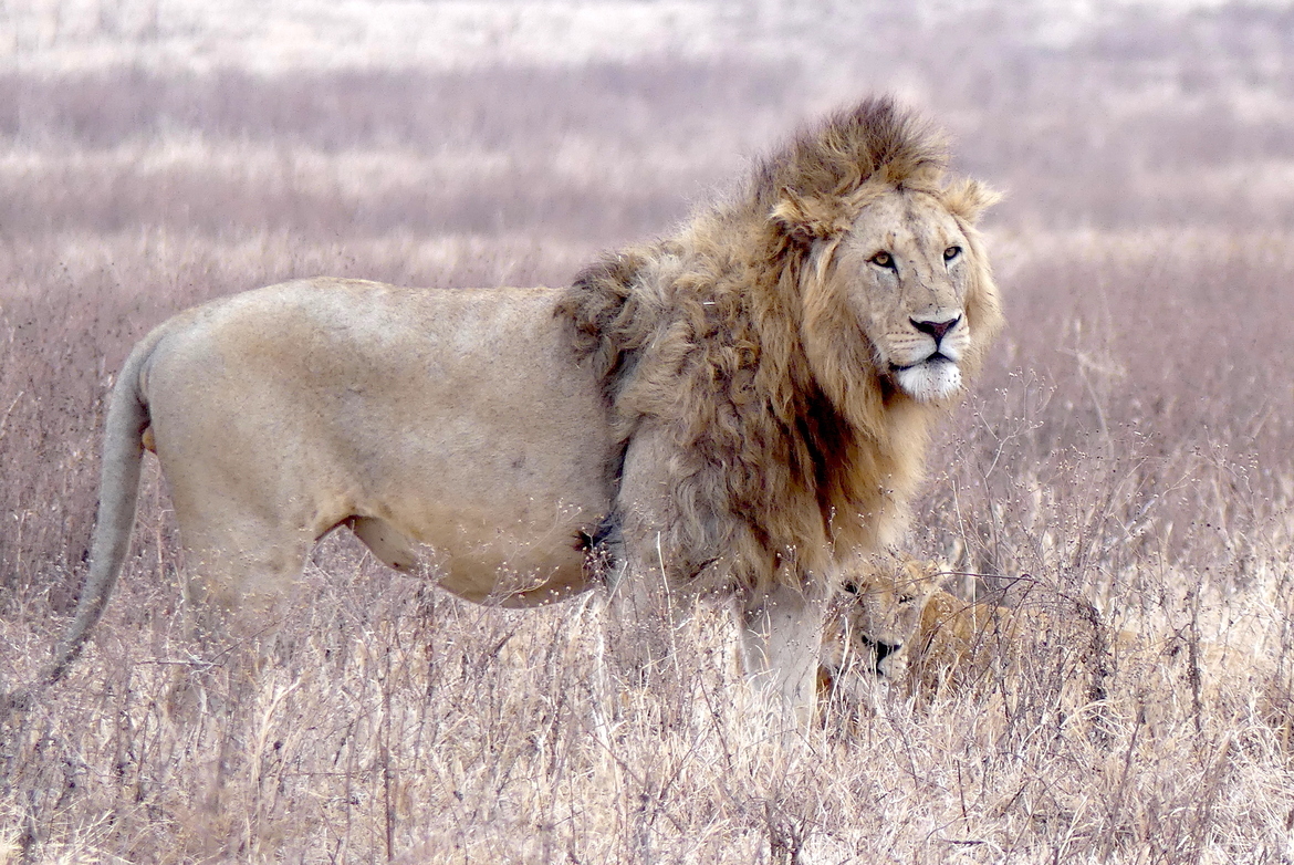 African Lions, Ngorongoro Crater Conservation Area, Tanzania, United Republic of