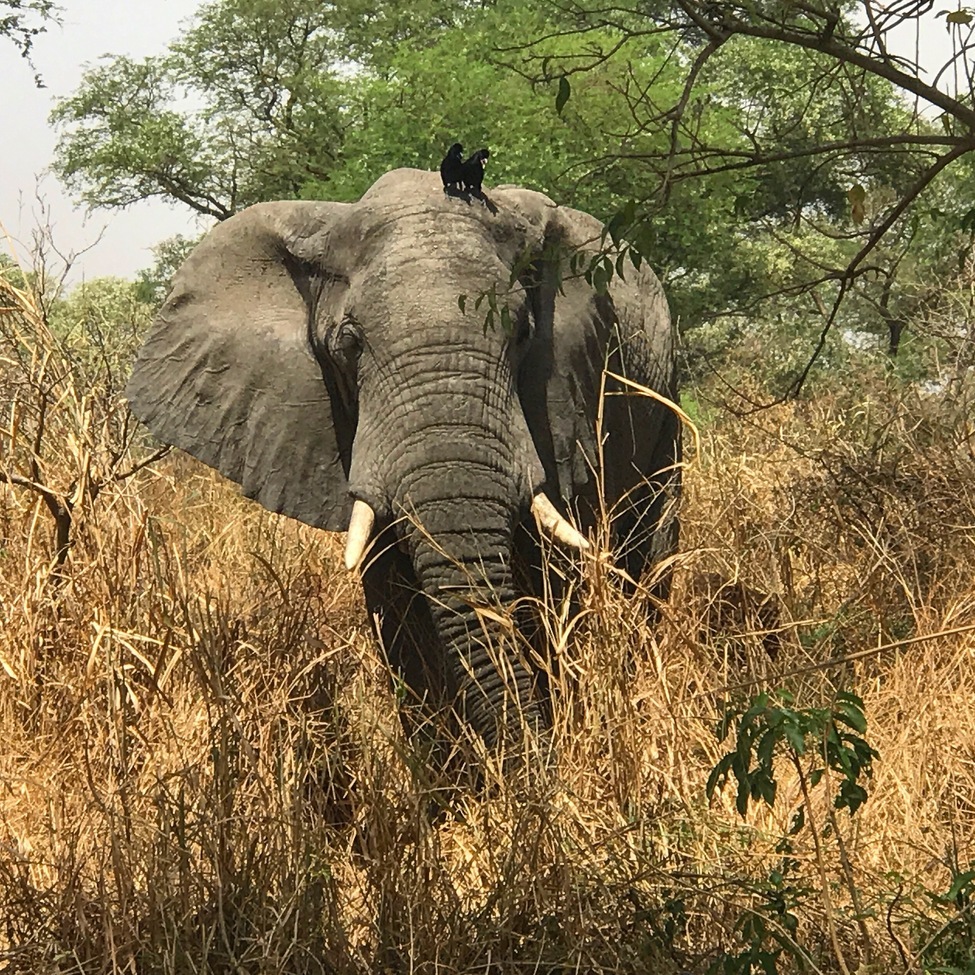 African elephant , Murchison Falls National Park, Uganda