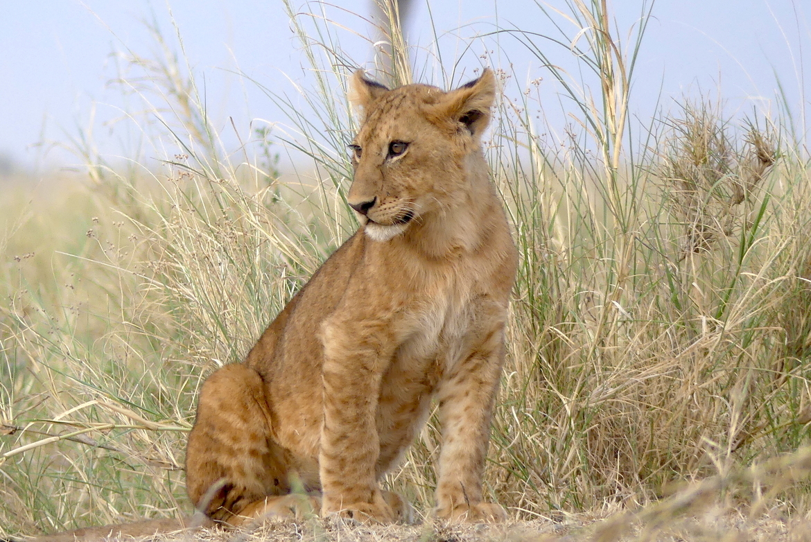 African Lion, Serengeti National Park, Tanzania, United Republic of